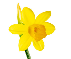Obraz premium Isolated yellow daffodil flower blossom