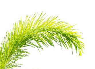 Fototapeta premium Palm leaf isolated on white background