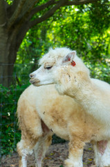 Fototapeta premium White funny Lama alpaca in New Zealand