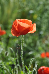 Klatschmohn