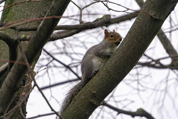 squirrel on tree