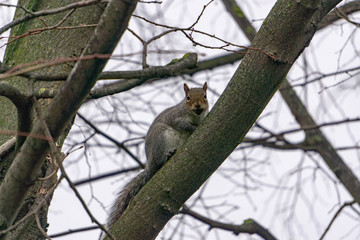 squirrel on tree