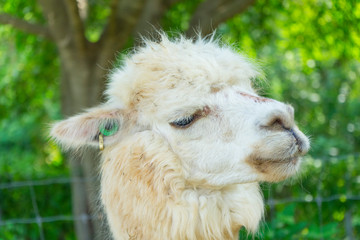 Fototapeta premium White funny Lama alpaca in New Zealand