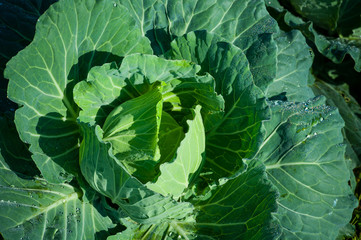 Green Cabbage field garden on sunlight outdoor background