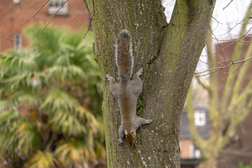 squirrel on tree