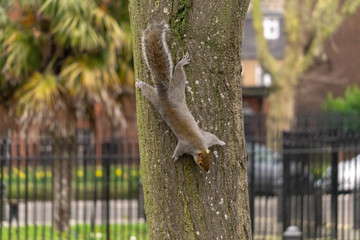 squirrel on tree