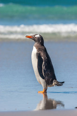 gentoo penguin nesting ground