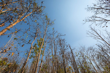 Obraz premium Deciduous forest in dry season