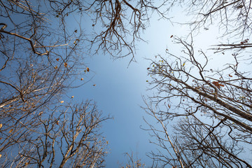 Deciduous forest in dry season