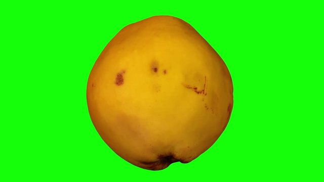 Realistic render of a rotating quince on green background. The video is seamlessly looping, and the object is 3D scanned from a real quince.