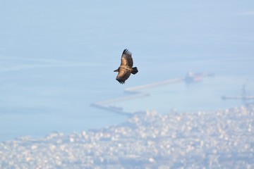 Griffon Vulture - Gyps fulvus, Crete 
