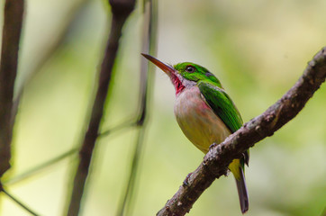 Broad-billed tody or Todus subbulatus perches on twig