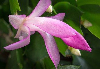 Christmas Cactus bloom