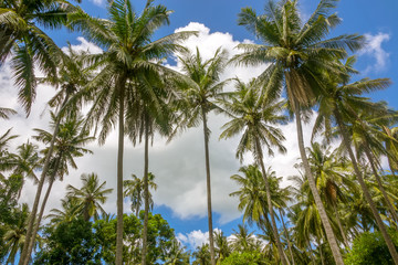 Fototapeta na wymiar Tropics. Coconut palm trees against the blue sky with clouds. Stock photo.