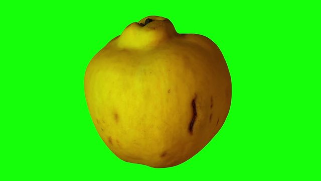 Realistic render of a rotating quince on green background. The video is seamlessly looping, and the object is 3D scanned from a real quince.