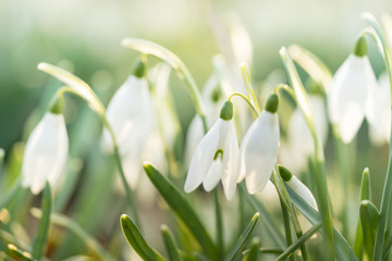 Closeup of snowbells standing in the sunlight with bokeh background in forest