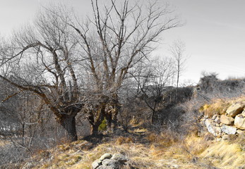 Arbres dans les Pyrénées