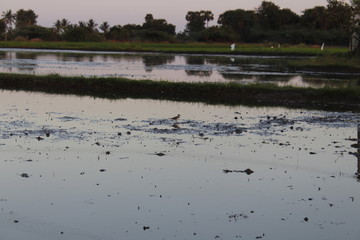 farm with coconut tree and sugar leaf farm with organic growth