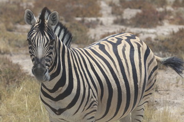 Fototapeta na wymiar Steppenzebra im Etosha Nationalpark