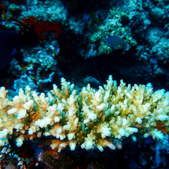 Naklejka na ściany i meble corail tropical
