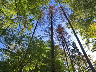 tote Käferfichten in gesundem Laubwald