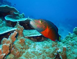 poisson de récif