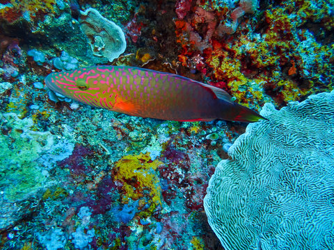 poisson de r&eacute;cif