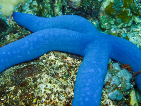 &eacute;toile de mer bleue