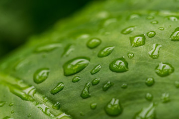 Colorful nature macro photography of water drops on a green leaf. Ecology, nature, environment, and photography concept