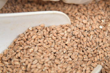 Semillas para elaborar cerveza