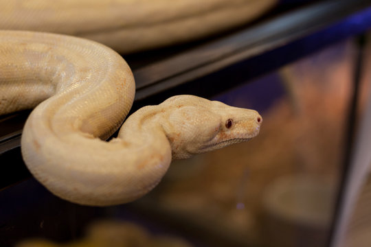 Burmese python coiled poses as a model for people to take pictures of animals on exhibit.