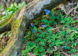 Naklejka na ściany i meble A first blue bells appeared in the spring forest