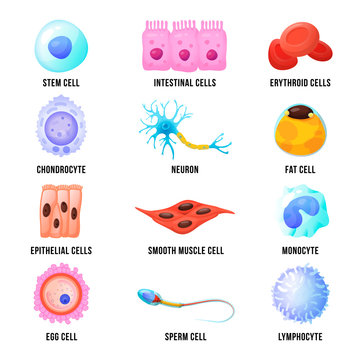Human Cell Cartoon Images – Browse 16,949 Stock Photos, Vectors, and Video  | Adobe Stock