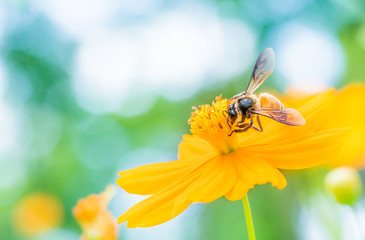 Yellow cosmos flower and Bee with soft blurred background on a bright day