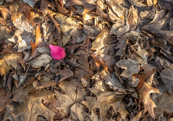 Single rose leaf on a bed of dry leaves.