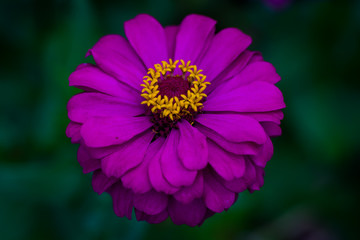 Obraz premium Beautiful pink flower (zinnia violacea cav) with green leaves background