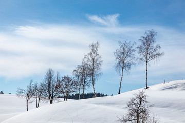 scenic winter landscape with trees