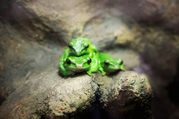 Zielona żaba, rodzina żab w naturalnym środowisku - obrazy, fototapety, plakaty