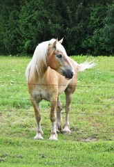 Obraz premium Palomino by the Fence