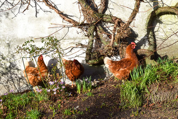 Red chickens are walking in the spring garden.
