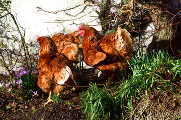 Red chickens are walking in the spring garden.