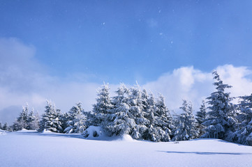Fototapeta na wymiar Snow-covered forest in the Jizera Mountains, Poland...