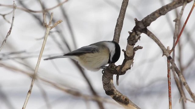 M&eacute;sange &agrave; t&ecirc;te noire