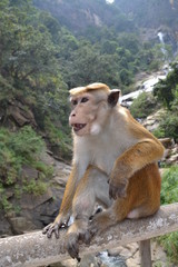 Asian Macaque on nature background close up