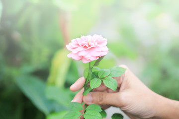 woman hand hold pink rose in garden