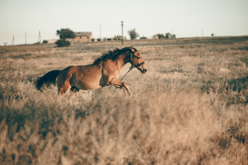 the brown horse gallops across the field