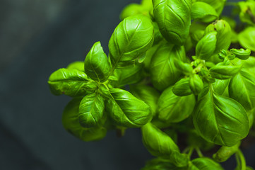 Basil plant on dark background
