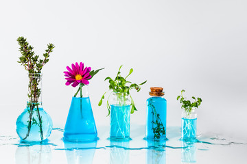 green plants in glass transparent bottles with blue water, ecological experiments, clean laboratory