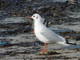 February 2019, Glyfada. Greece. A Mediterranean seagull or larus or icthyaetus melanocephalus, on the beach