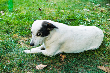 Dog without breed lying  on green grass in the countryside. White with black ear.